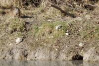 Myocastor coypus