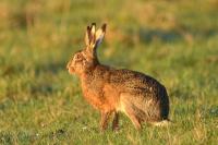 Lepus europaeus