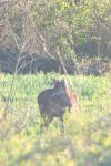 Cervus elaphus