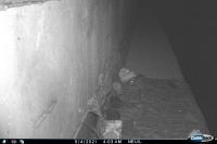 Rattus