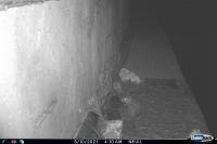 Rattus