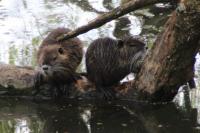 Myocastor coypus