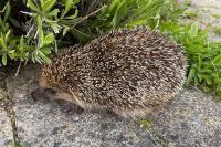 Erinaceus europaeus