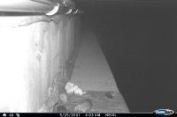 Rattus