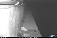 Rattus