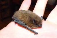 Pipistrellus pipistrellus