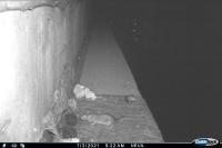 Rattus