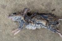 Apodemus sylvaticus