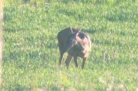 Cervus elaphus