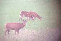 Cervus elaphus