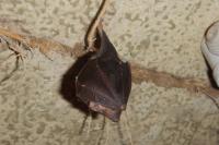 Rhinolophus hipposideros