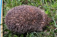 Erinaceus europaeus