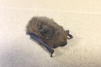 Pipistrellus