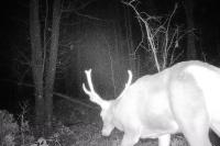 Cervus elaphus