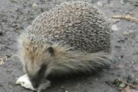Erinaceus europaeus