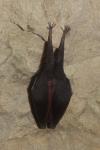 Rhinolophus hipposideros