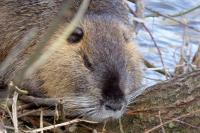 Myocastor coypus