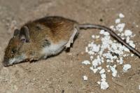 Apodemus sylvaticus