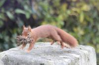 Sciurus vulgaris