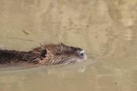 Myocastor coypus