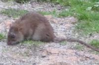 Rattus norvegicus