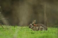 Oryctolagus cuniculus