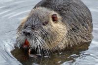 Myocastor coypus