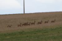 Capreolus capreolus