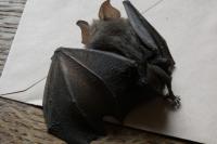 Rhinolophus hipposideros