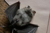 Rhinolophus hipposideros