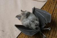 Rhinolophus hipposideros