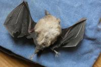 Rhinolophus hipposideros