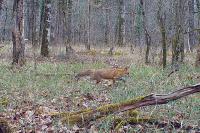 Vulpes vulpes