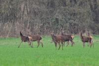 Cervus elaphus