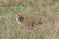 Vulpes vulpes