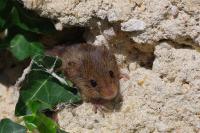 Micromys minutus