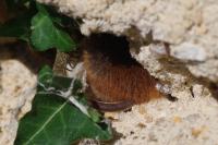 Micromys minutus