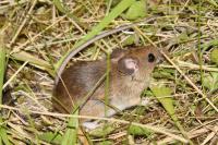 Apodemus sylvaticus