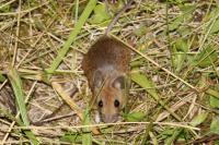 Apodemus sylvaticus