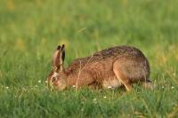 Lepus europaeus