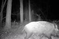 Sus scrofa