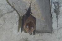 Rhinolophus ferrumequinum