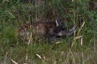 Cervus elaphus