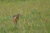 Lepus europaeus