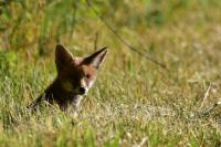 Vulpes vulpes