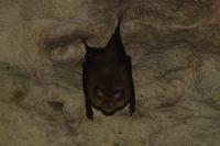 Rhinolophus ferrumequinum