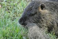 Myocastor coypus
