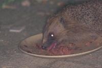 Erinaceus europaeus