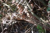 Myocastor coypus