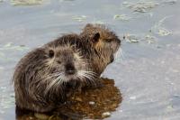 Myocastor coypus